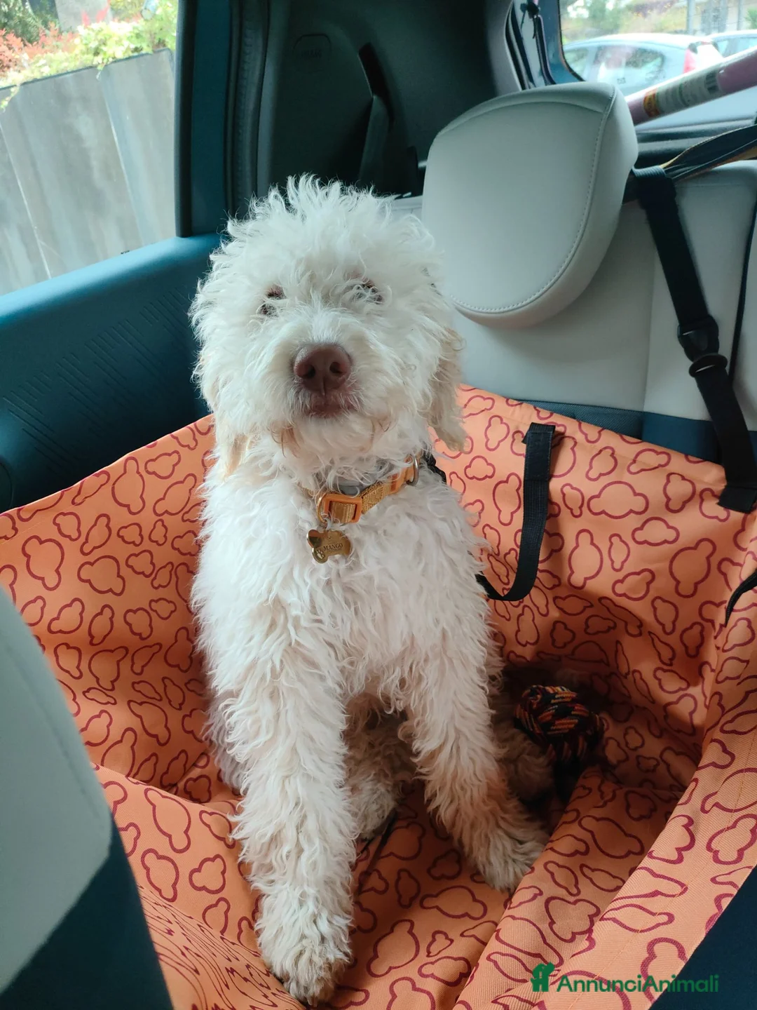 Lagotto cani in vendita: Vendo cucciolo di Lagotto romagnolo - Annuncio 3