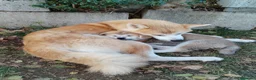 Akita Inu cani in vendita: CUCCIOLI DI AKITA Lombardia - Annuncio 16