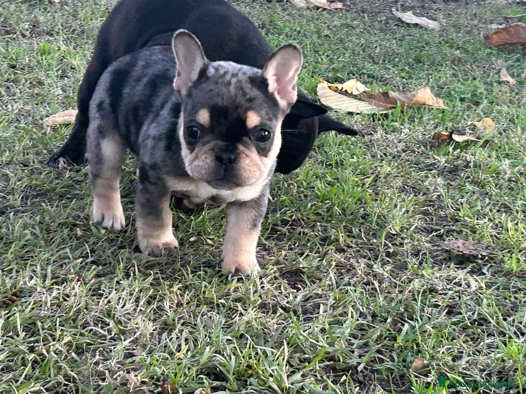 Bulldog Francese cani in vendita: Bulldog francese  - Annuncio 3