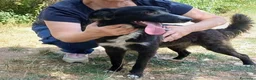 Meticcio cani in regalo: 9 mesi, futuri 12/15 chili medio piccola  - Annuncio 5
