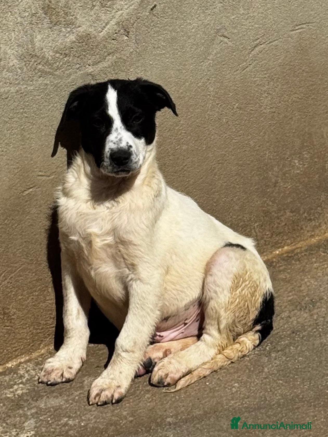 Meticcio cani Olly cucciolo coccolone 4 mesi taglia media - Annuncio 12