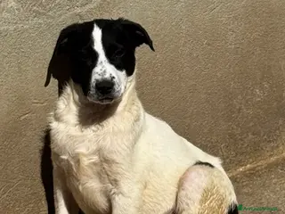 Meticcio cani Olly cucciolo coccolone 4 mesi taglia media - Annuncio 12