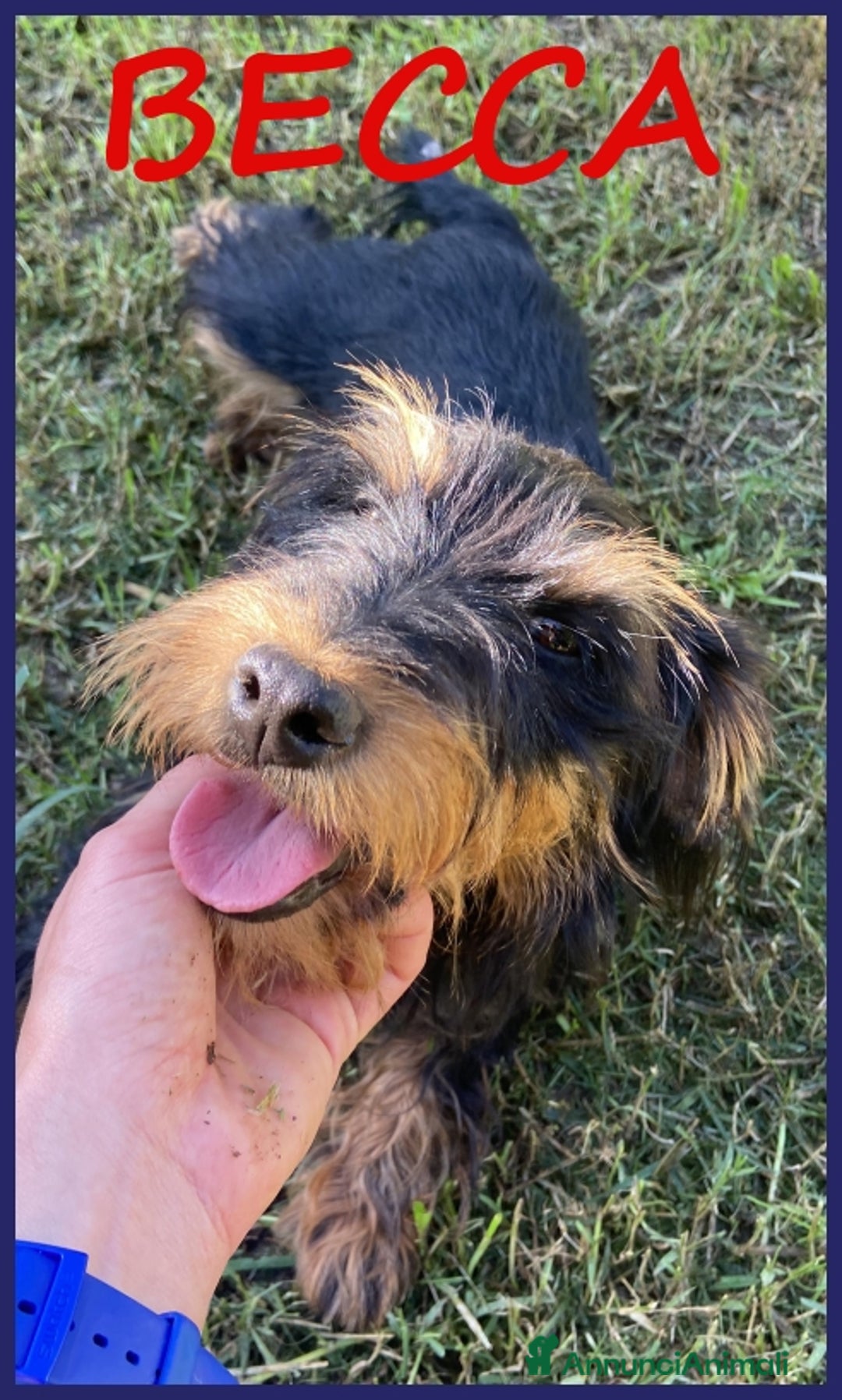 Jack Russell cani in regalo: BECCA JAGDTERRIER 4 ANNI, 8-9 KG, VIVEVA PER STRA a Città metropolitana di Milano - Immagine 1
