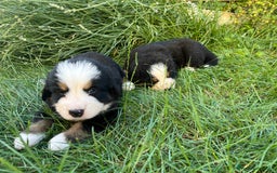 Bovaro del Bernese cani in vendita: Cuccioli bovaro del Bernese a Provincia autonoma di Trento - Immagine 2