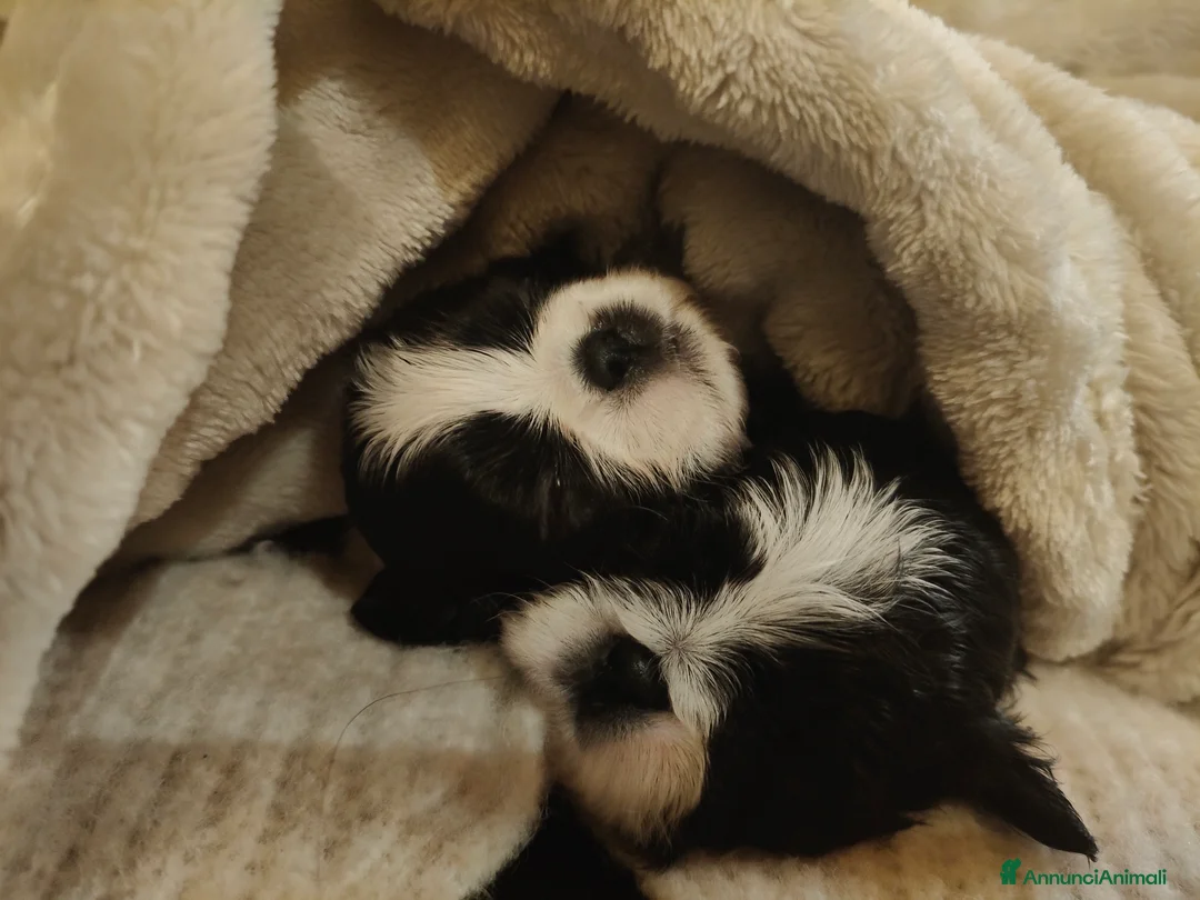 Shih Tzu cani in vendita: Cuccioli Shitzu  - Annuncio 4