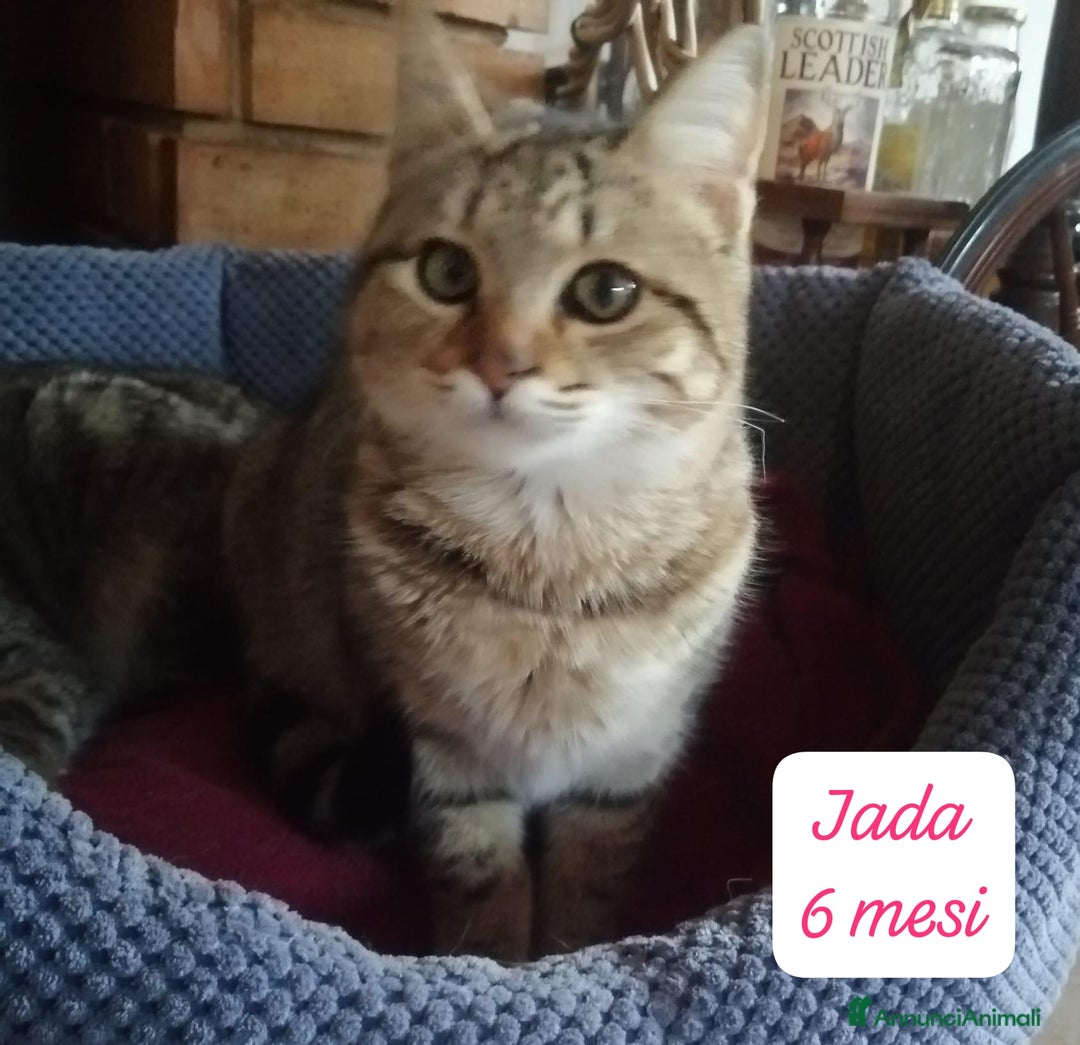 Meticcio cani in regalo: Adotta un cucciolo invisibile  - Annuncio 2