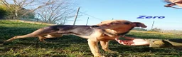 Meticcio cani in regalo: ZERO cerca le coccole tg contenuta a Città Metropolitana di Torino - Annuncio 3