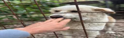 Meticcio cani in regalo: Fresia mix golden retriever cerca casa in adozione - Annuncio 4