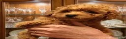 Barboncino Toy cani in vendita: Cuccioli Barboncino - Annuncio 6