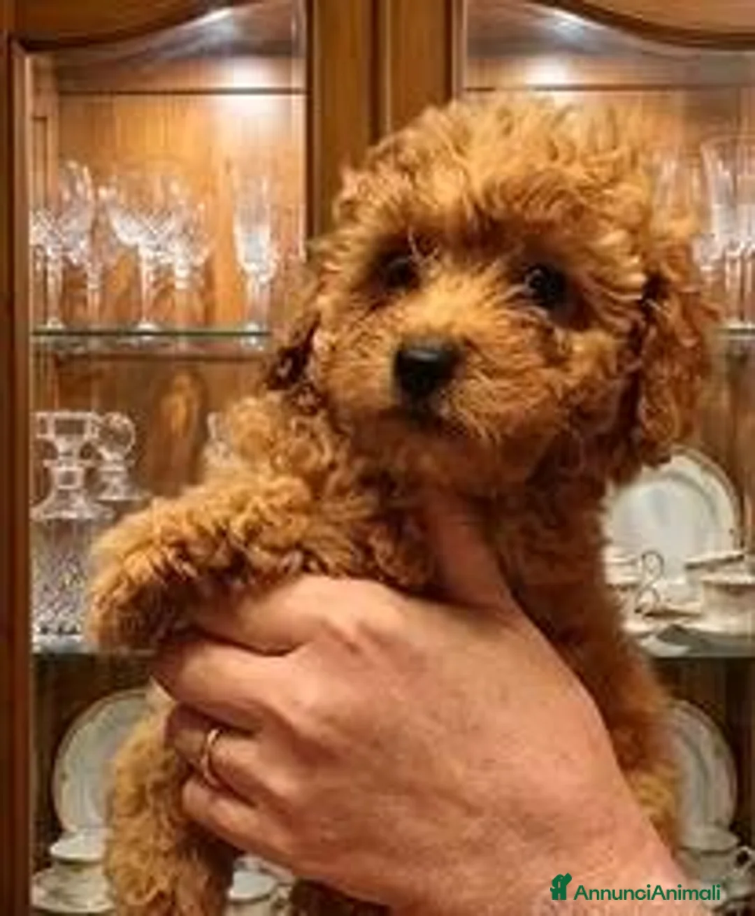 Barboncino Toy cani in vendita: Cuccioli Barboncino - Annuncio 6