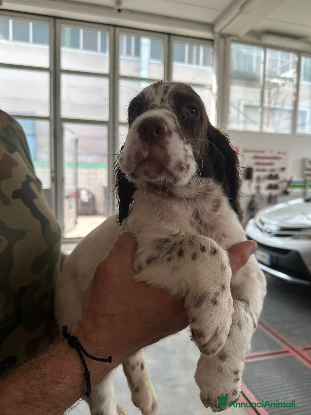 Setter Inglese cani in vendita: Setter inglesi maschi  a Provincia di Verona - Immagine 7