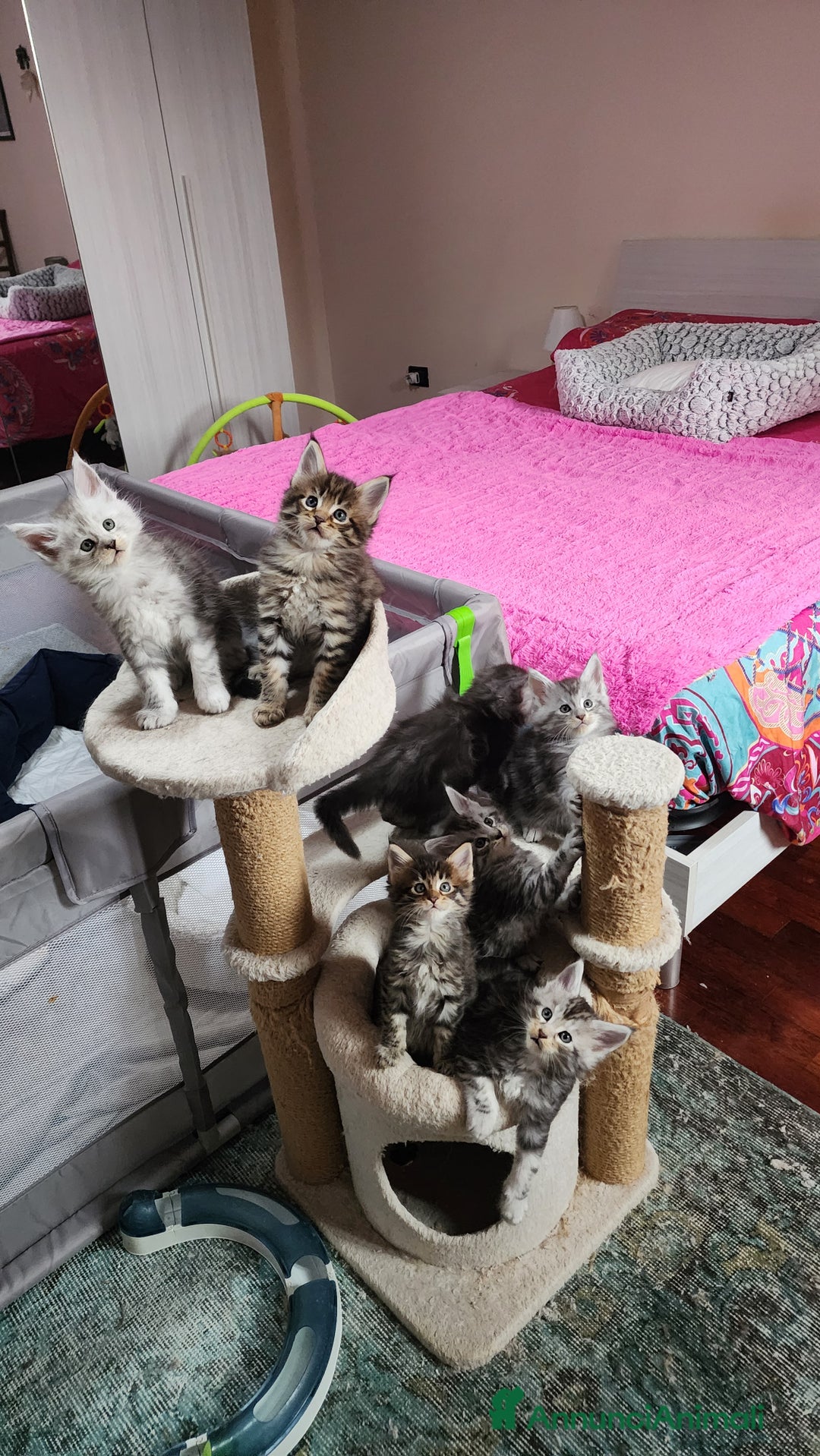 Maine Coon gatti in vendita: Cuccioli mainecoon - Annuncio 9