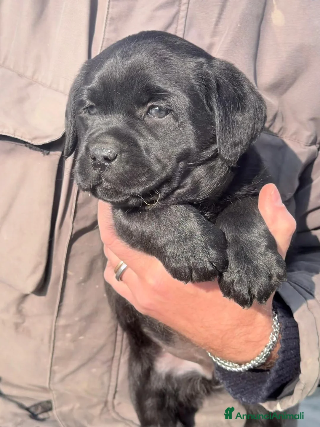 Labrador cani in vendita: Cuccioli Labrador Retriever - Annuncio 3