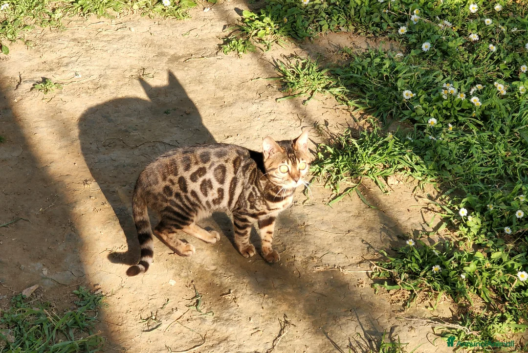 Bengala gatti in vendita: Bellissimi gattini Bengala  - Annuncio 2