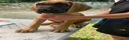 Alano cani in vendita: Alano cuccioli  - Annuncio 3