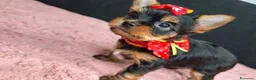 Meticcio cani in vendita: ✨Splendidi Yorkshire Terrier✨ - Annuncio 5