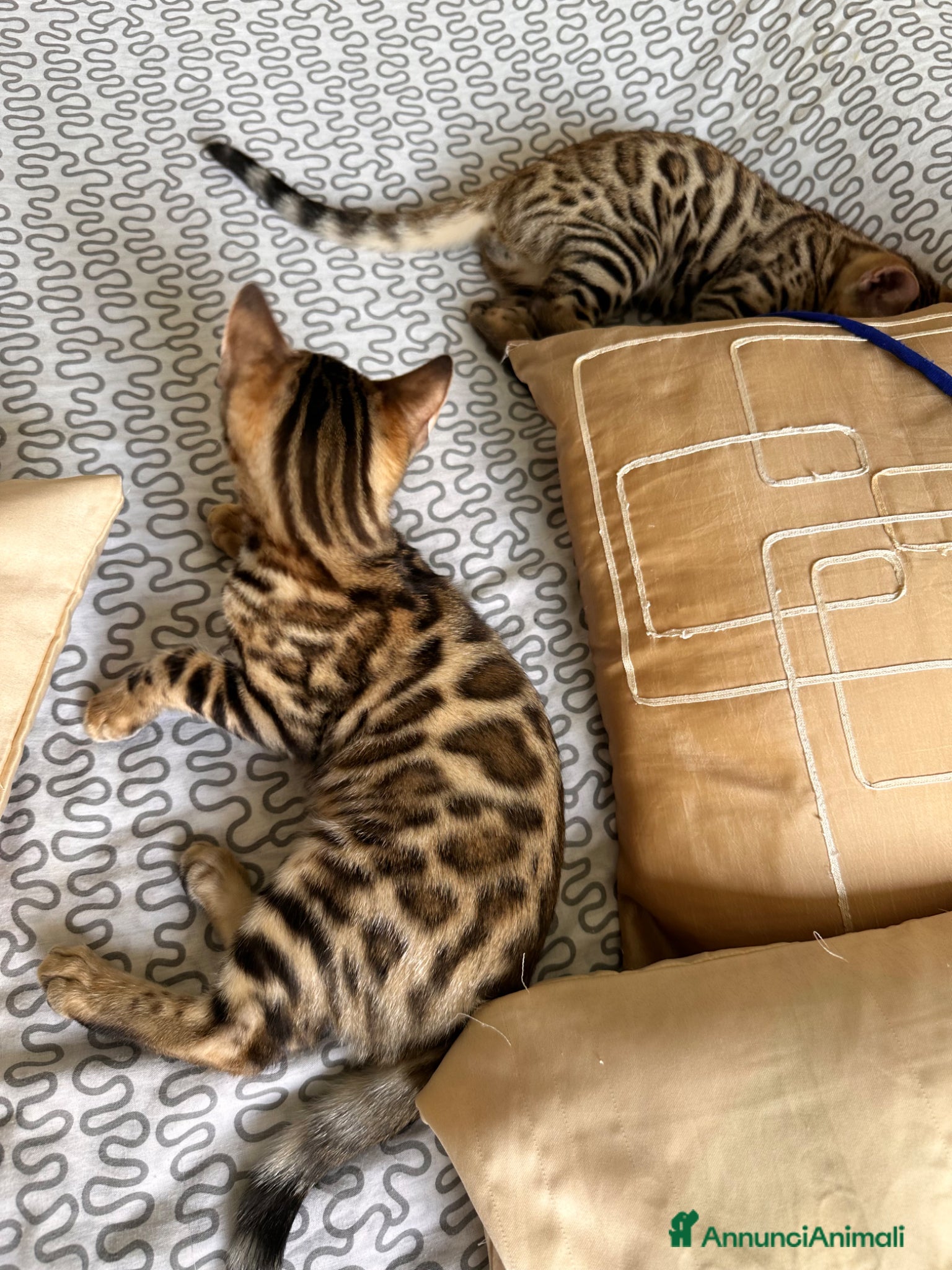 Bengala gatti Cucciolo bengala - Annuncio 2