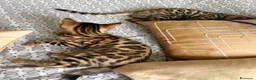 Bengala gatti in vendita: Cucciolo bengala - Annuncio 7