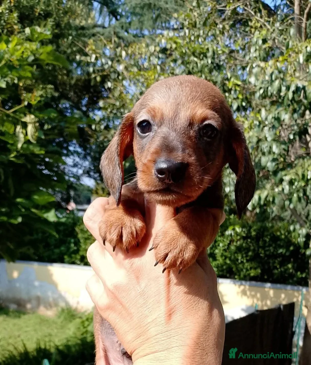 Bassotto cani in vendita: Bassotto maschio nano pelo corto  - Annuncio 1