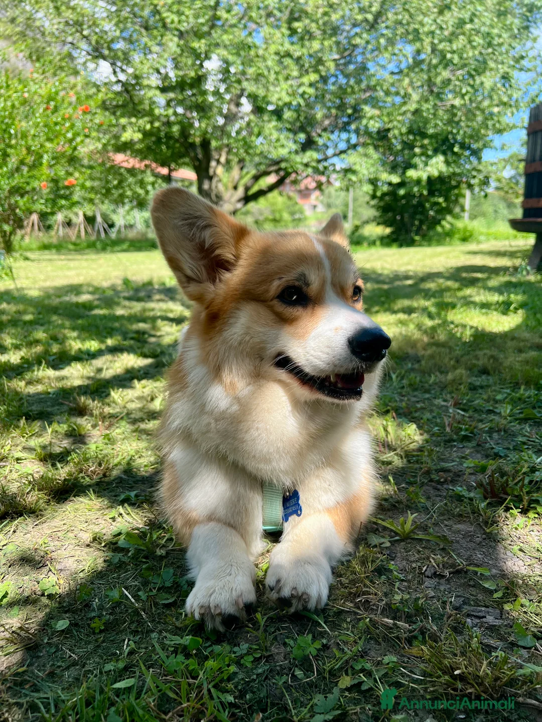 Corgi Pembroke cani per accoppiamento: Welsh Corgi Pembroke  - Annuncio 5