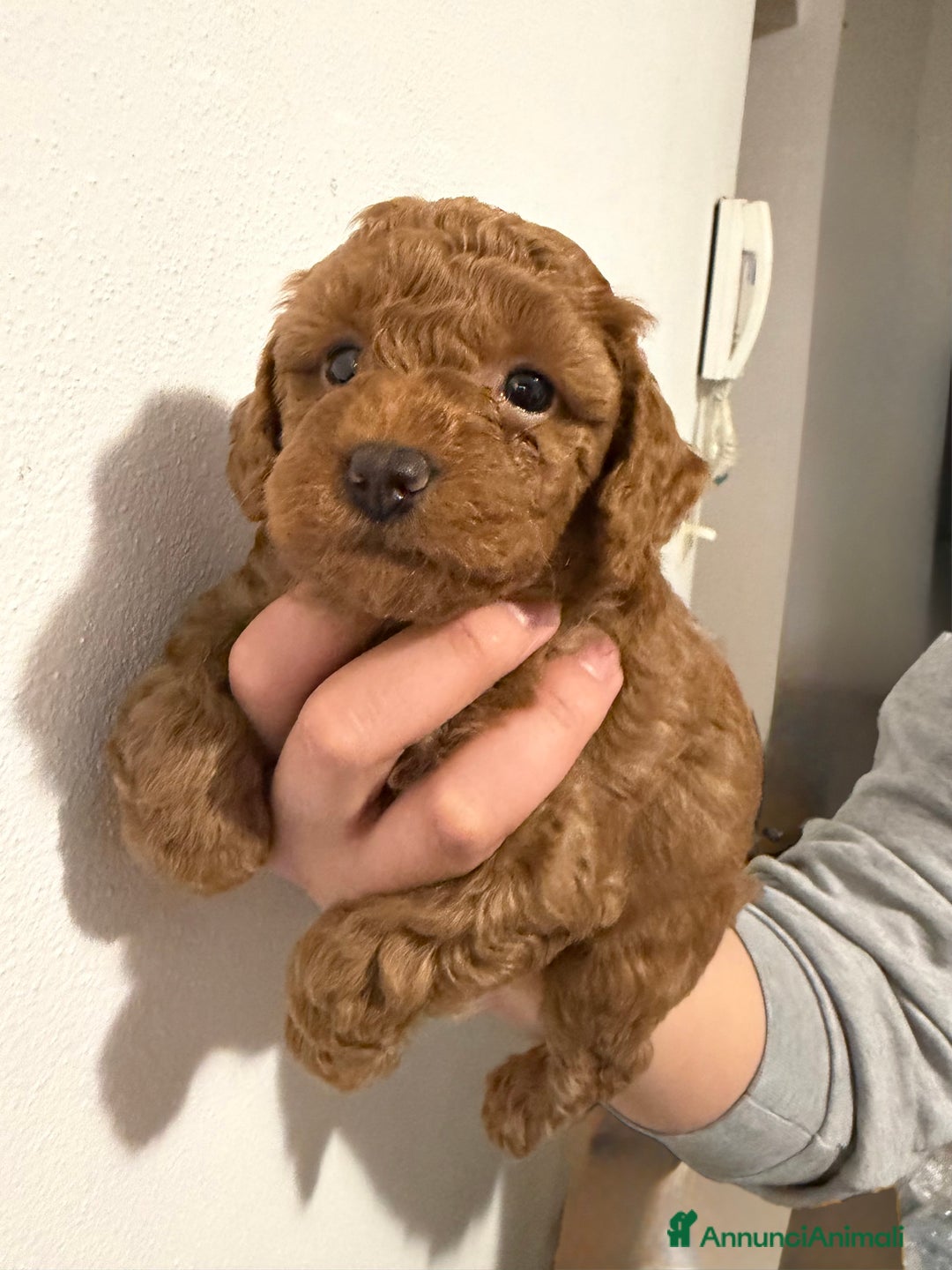Barboncino cani in vendita: Bellissimi cuccioli di barboncino cercano casa - Annuncio 3