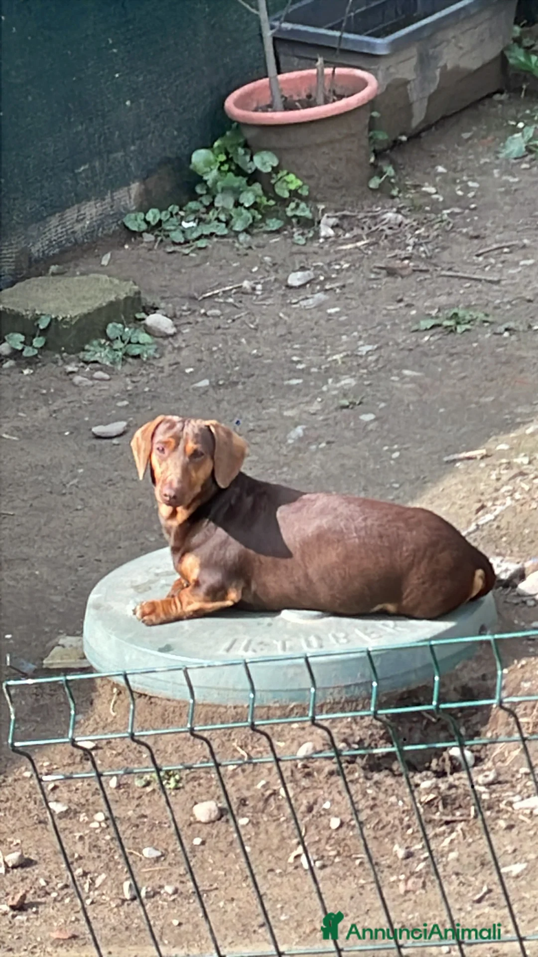 Bassotto cani in vendita: Cuccioli di animali - Annuncio 2