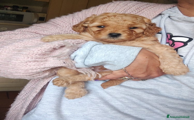 Barboncino cani - Annuncio 6