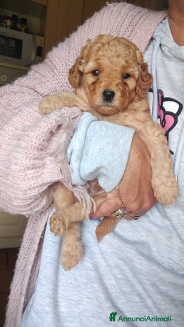 Barboncino cani - Annuncio 6