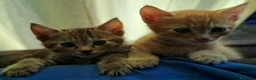 Europeo gatti in regalo: Splendidi gattini cercano casa - Annuncio 8