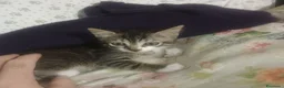 Europeo gatti in regalo: GRIGINO E NERISSIMO - Annuncio 9