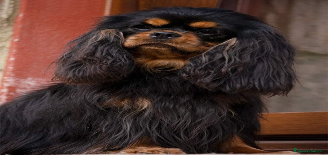 Immagine della galleria {{count}}