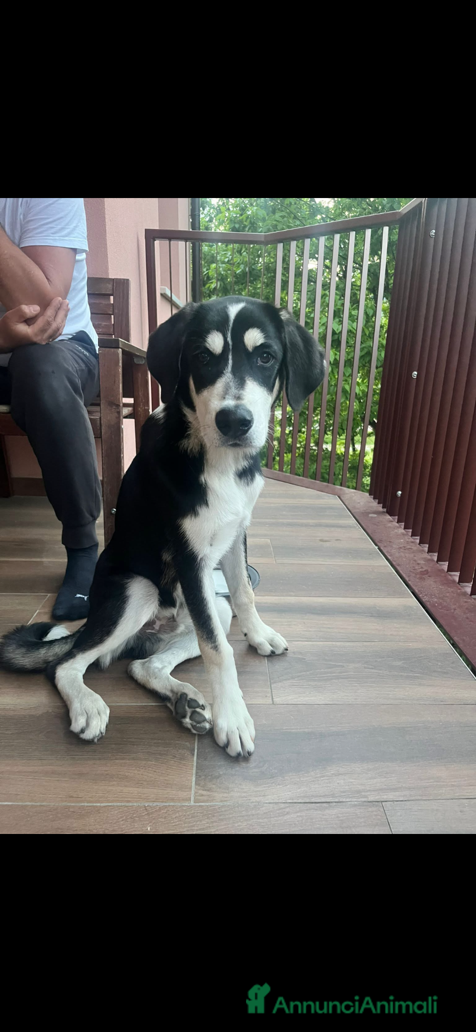 Meticcio cani Oreo dolcissimo cucciolone a Milano - Annuncio 1