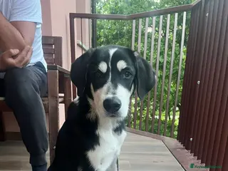 Meticcio cani Oreo dolcissimo cucciolone a Milano - Annuncio 2