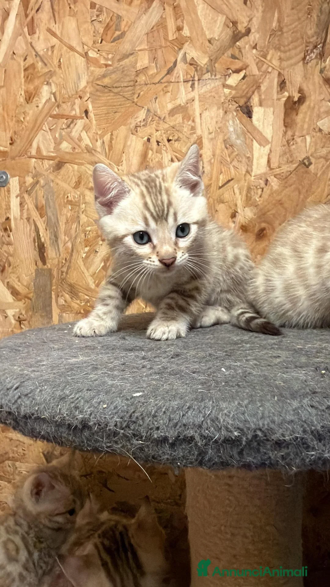 Bengala gatti in vendita: Cuccioli bengala Mink  - Annuncio 1