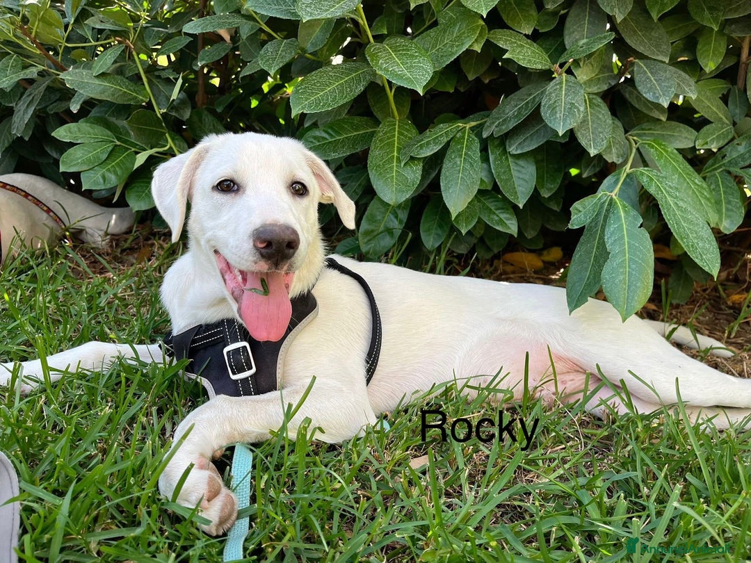 Pastore Maremmano cani in regalo: Chase e Rocky cuccioli di 4 mesi chiusi in box - Annuncio 1