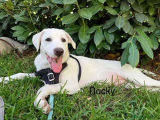 Pastore Maremmano cani Chase e Rocky cuccioli di 4 mesi chiusi in box - Annuncio 10