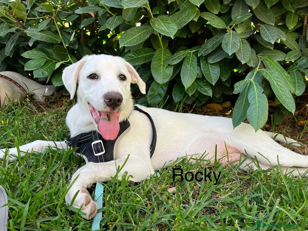 Pastore Maremmano cani in regalo: Chase e Rocky cuccioli di 4 mesi chiusi in box - Annuncio 1