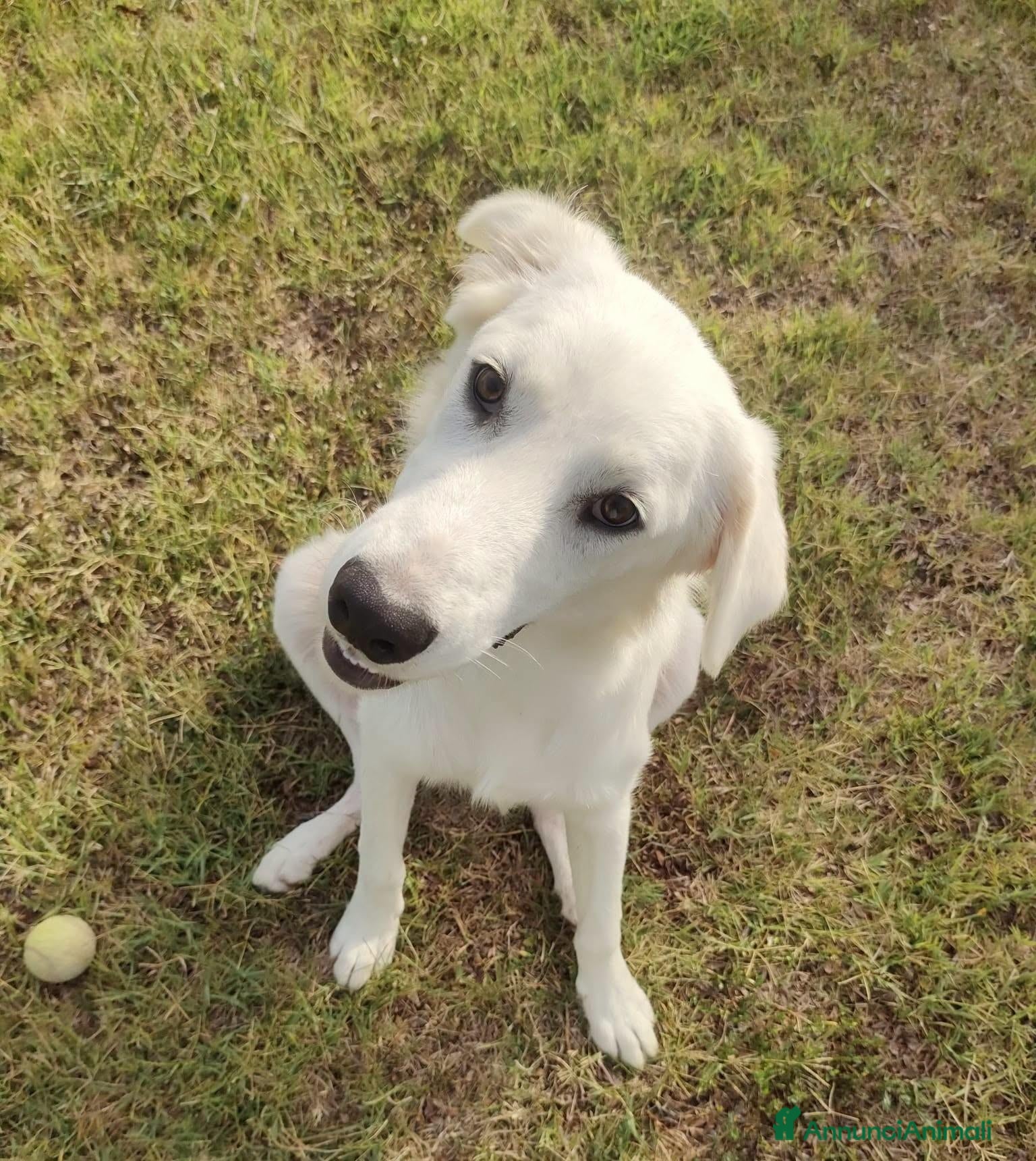 Meticcio cani Bob, candido cucciolone - Annuncio 27