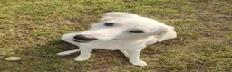 Meticcio cani in regalo: Bob, candido cucciolone - Annuncio 1