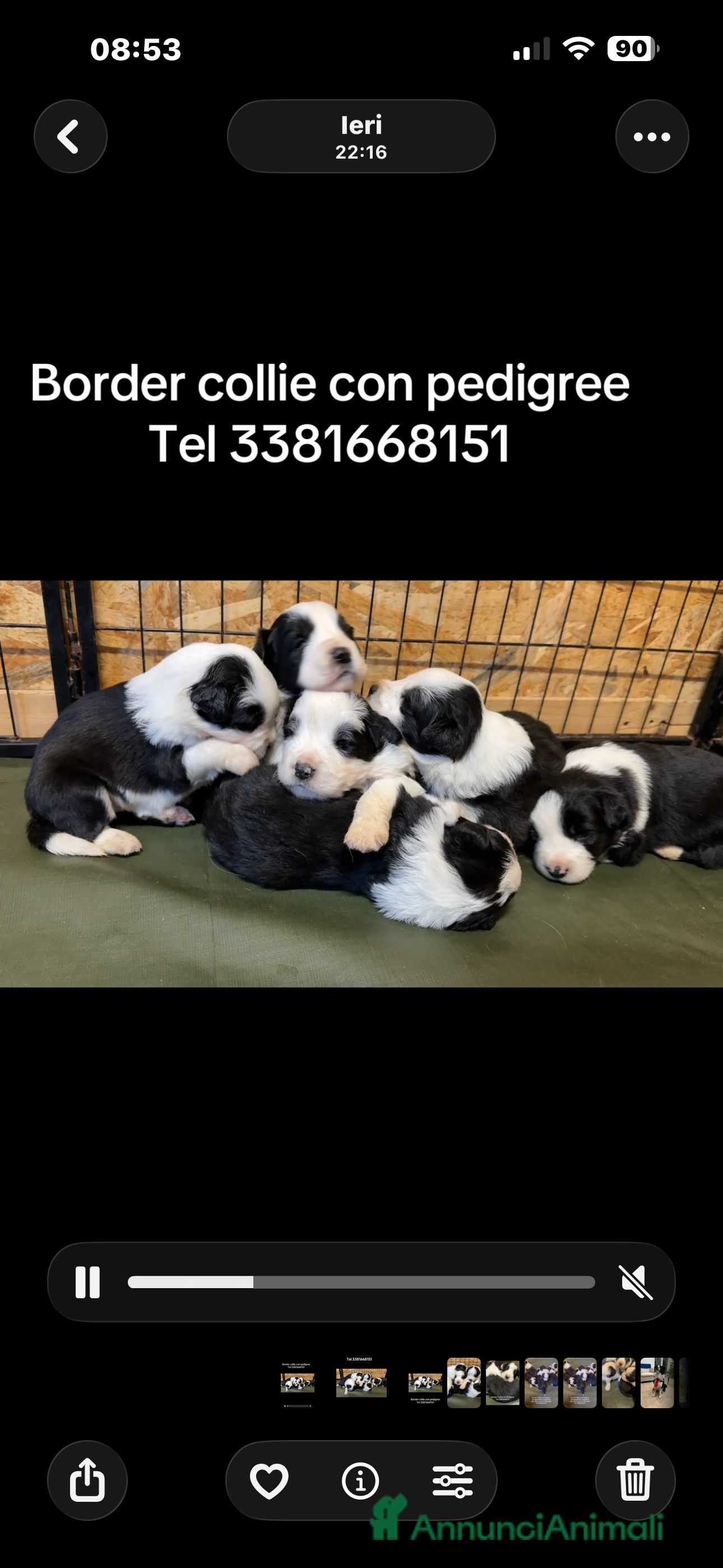 Border Collie cani Border collie  - Annuncio 16