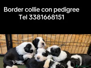 Border Collie cani Border collie - Annuncio 7