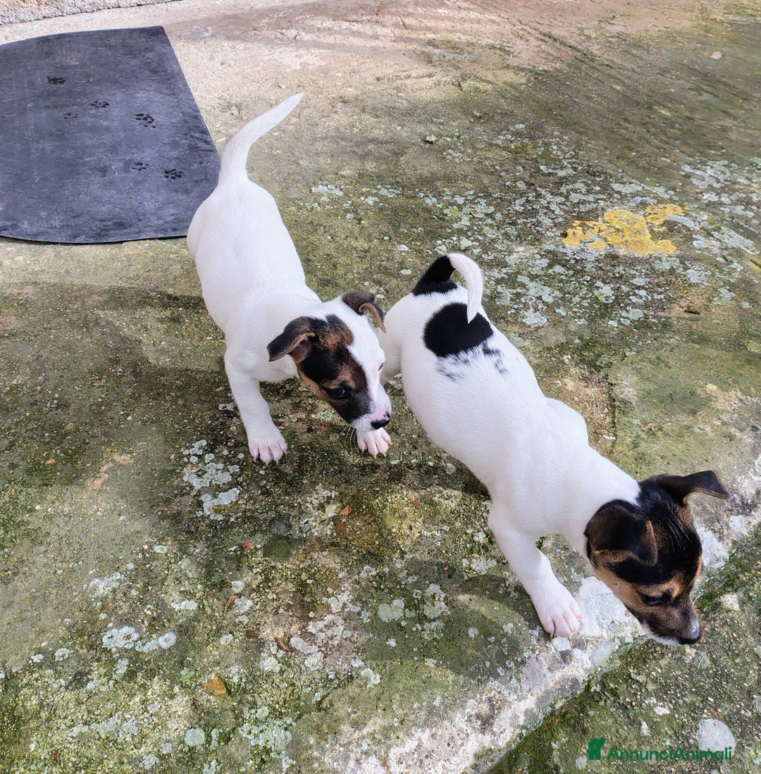 Jack Russell cani in vendita: Cuccioli jack russel  - Annuncio 2