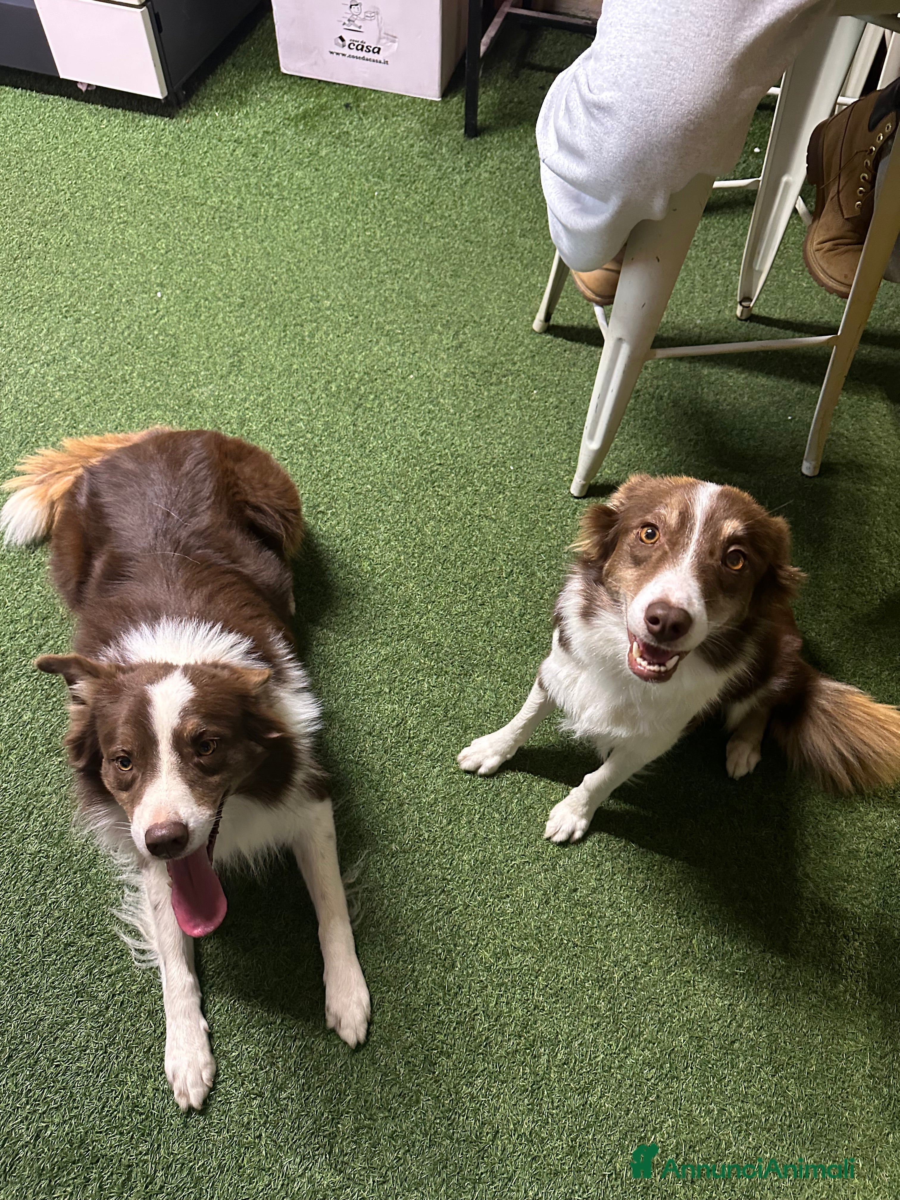 Australian Shepherd cani Pastore Australiano  - Annuncio 3