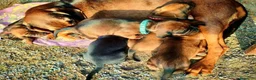 Segugio Bavarese cani in vendita: Cuccioli Segugio Bavarese/Bayerischer Gebirgsschwe a Provincia di Grosseto - Annuncio 5