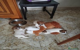 Jack Russell cani in vendita: Cedesi cuccioli di Jack Russell Terrier  a Città Metropolitana di Torino - Immagine 8