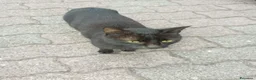 Meticcio gatti in regalo: Regalo gattini abbandonati  a Provincia di Vicenza - Annuncio 7