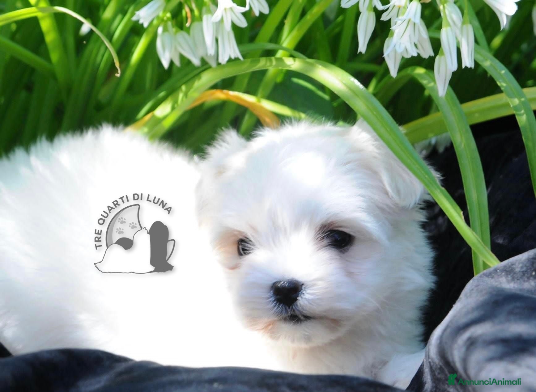 Maltese cani in vendita: Maltese Toy Cucciolo Trequartidiluna - Annuncio 4