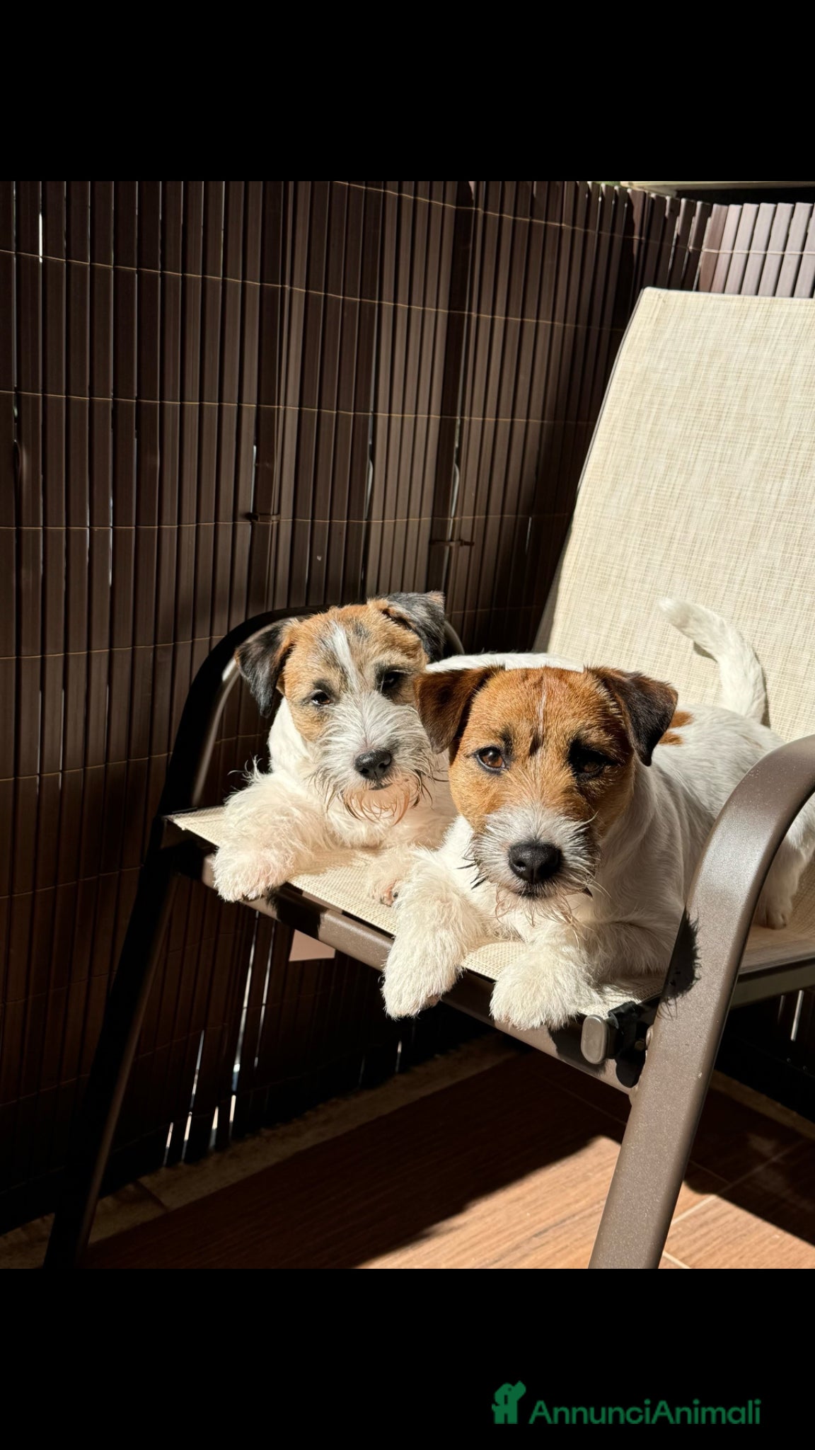 Jack Russell cani REGALO 2 JACK RUSSELL TERRIER - Annuncio 1