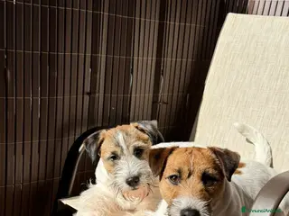 Jack Russell cani REGALO 2 JACK RUSSELL TERRIER - Annuncio 6