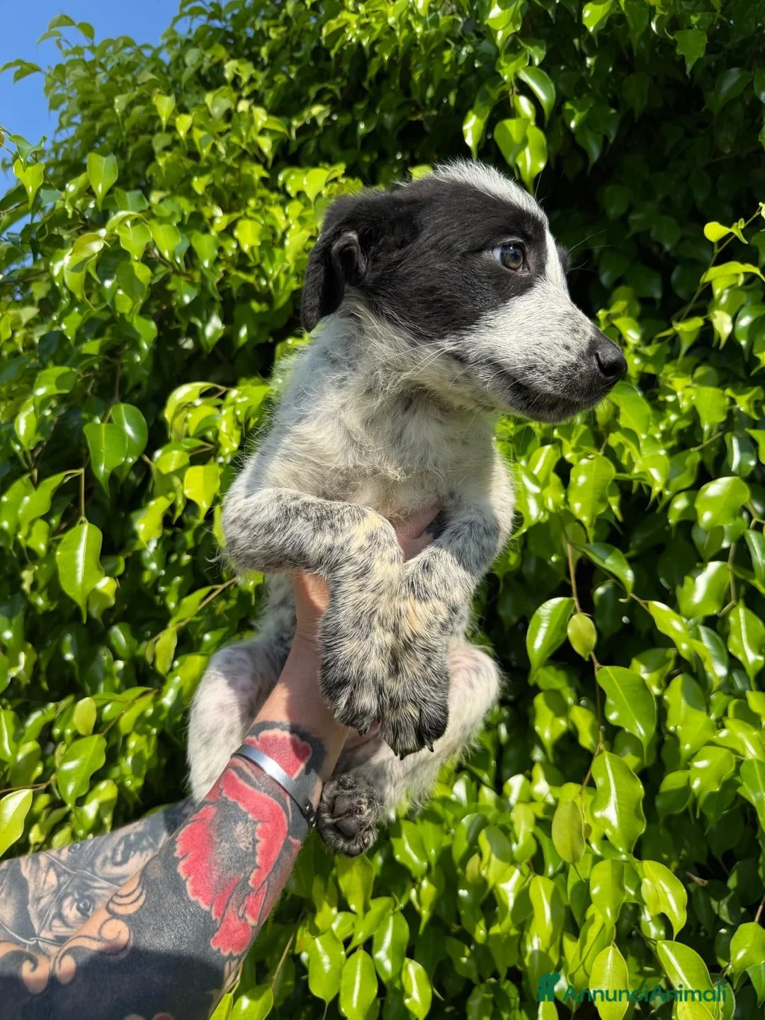 Meticcio cani in regalo: GIULIA 🩷 il suo momento deve ancora arrivare a Provincia di Novara - Annuncio 2